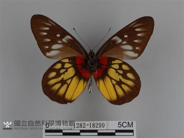 豔粉蝶藏品圖，第2張