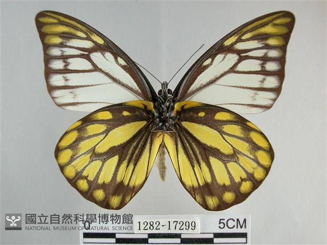 鋸粉蝶藏品圖，第2張