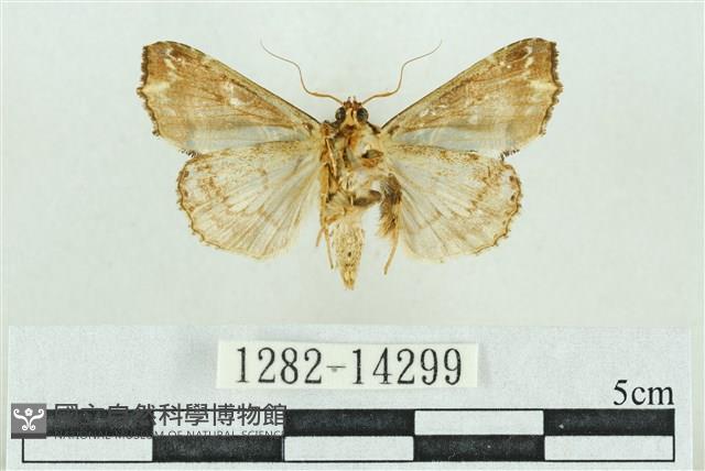 粉紅帶散紋夜蛾藏品圖，第2張