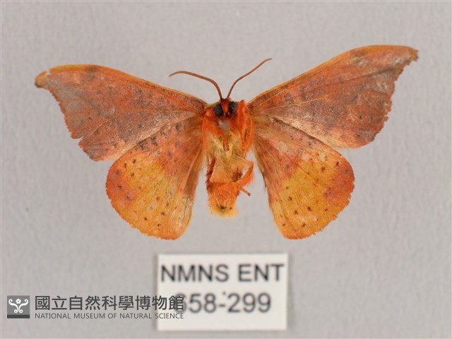 銀端帶鉤蛾藏品圖，第2張