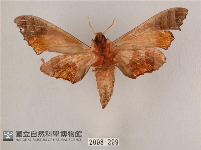 黑角六點天蛾藏品圖，第2張