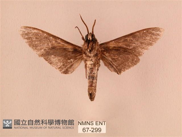 白星天蛾藏品圖，第2張