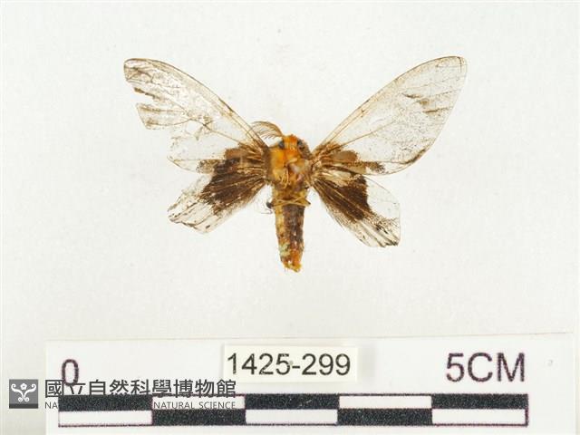 榕透翅毒蛾藏品圖，第2張