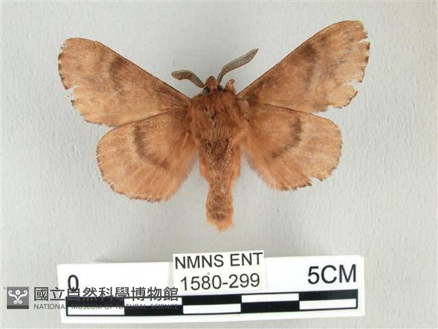 臺灣鋸紋枯葉蛾藏品圖，第2張