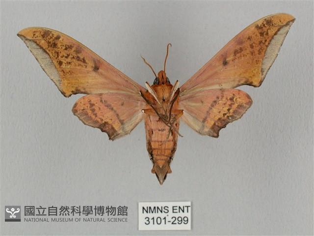 廣東鷹翅天蛾藏品圖，第2張