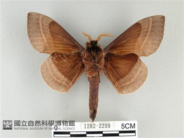 松大毛蟲藏品圖，第2張