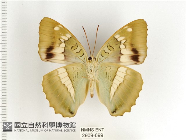 窄帶翠蛺蝶藏品圖，第2張