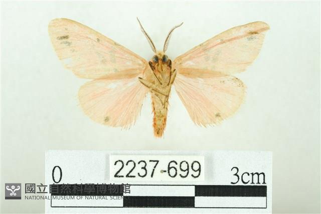 三條橙燈蛾藏品圖，第2張