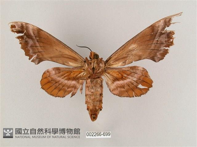 盾天蛾藏品圖，第2張