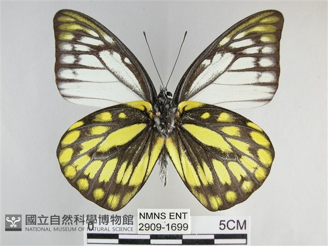 鋸粉蝶藏品圖，第2張
