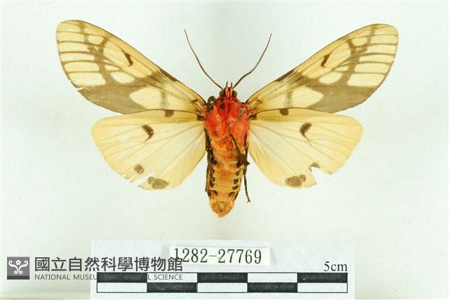 乳白斑燈蛾藏品圖，第2張