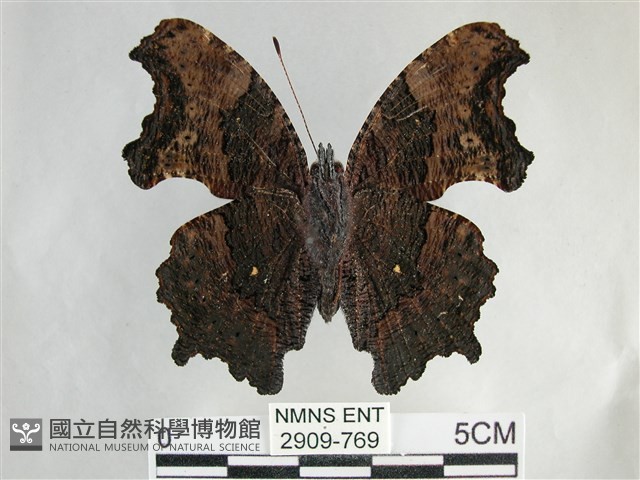 琉璃蛺蝶藏品圖，第2張