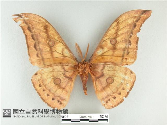 大透目天蠶蛾藏品圖，第2張