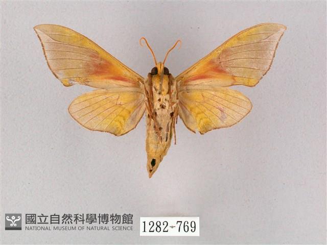 榆綠天蛾藏品圖，第2張