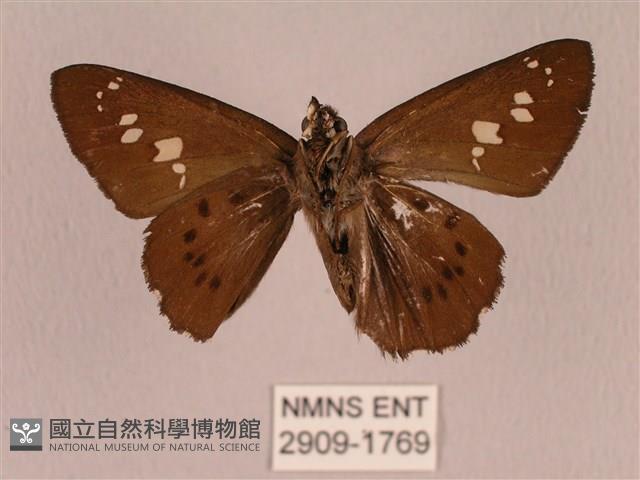 臺灣瑟弄蝶藏品圖，第2張