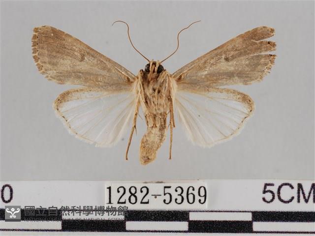 斜紋夜盜蛾藏品圖，第2張