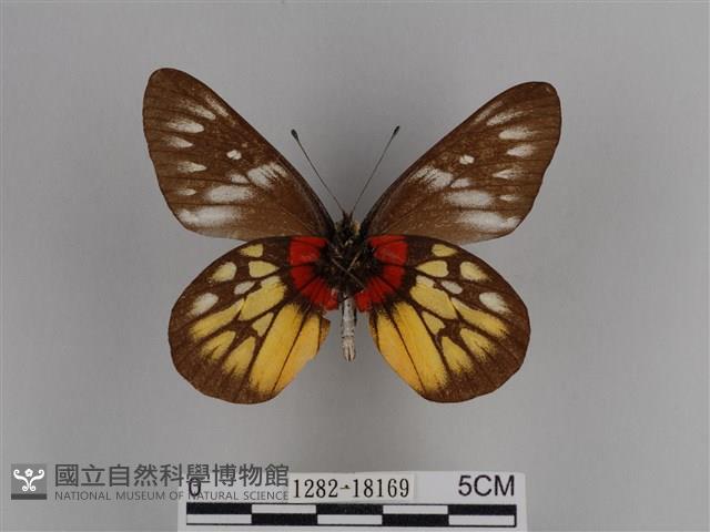 豔粉蝶藏品圖，第2張