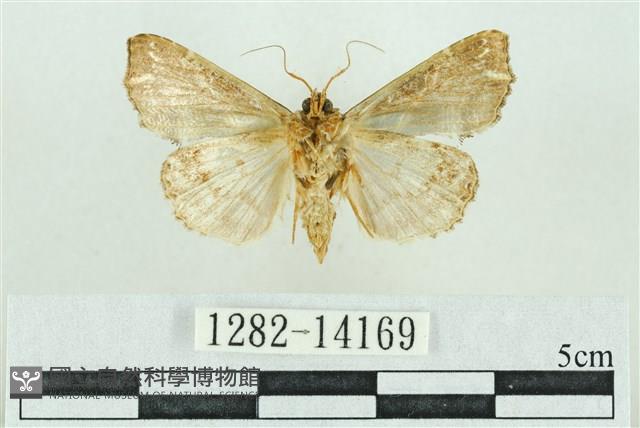 粉紅帶散紋夜蛾藏品圖，第2張