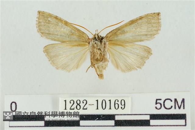 帶波紋蛾藏品圖，第2張