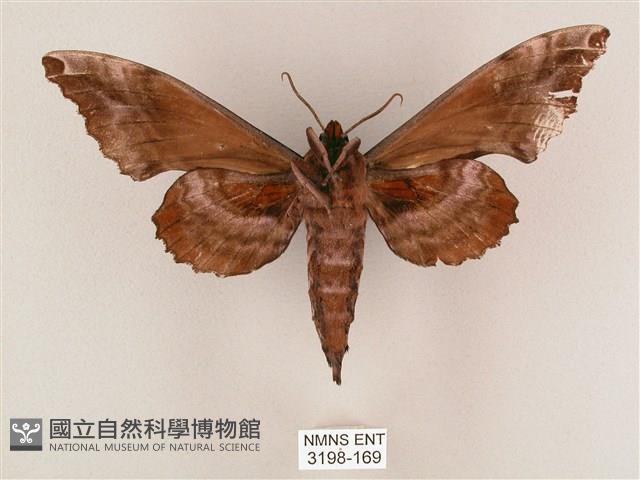 盾天蛾藏品圖，第2張