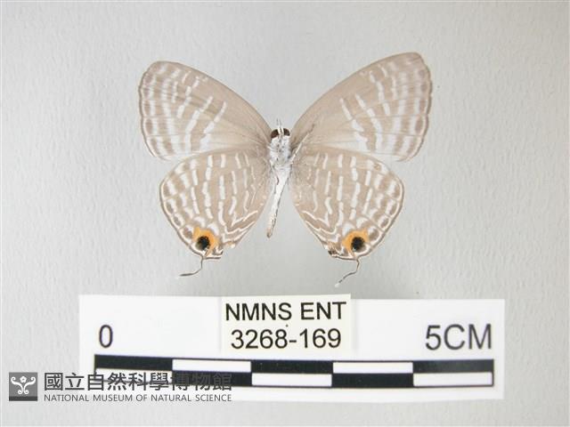淡青雅波灰蝶藏品圖，第2張