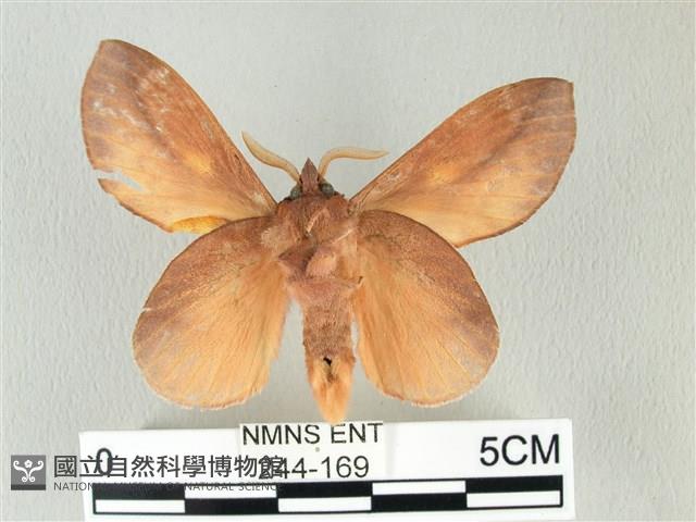 竹黃斜帶枯葉蛾藏品圖，第2張