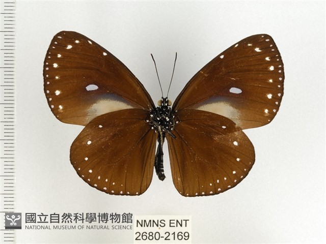 小紫斑蝶藏品圖，第2張
