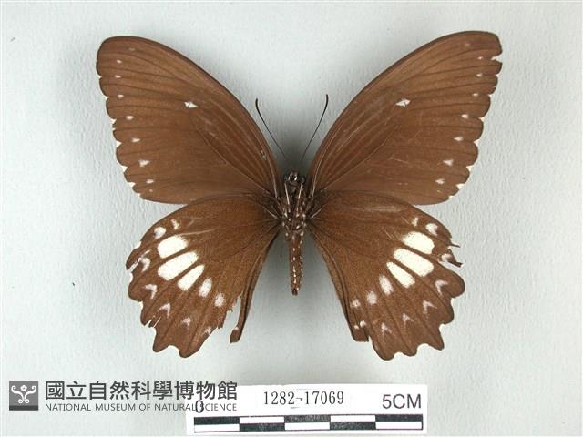 無尾白紋鳳蝶藏品圖，第2張