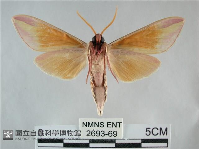 雙黃條天蛾藏品圖，第2張