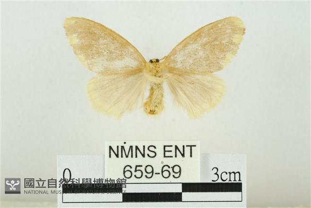 黑翅黃毒蛾藏品圖，第2張