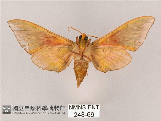 榆綠天蛾藏品圖，第2張