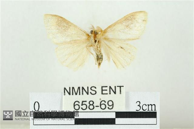 寬紋黃毒蛾藏品圖，第2張
