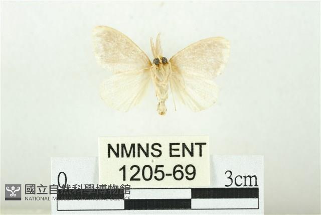 黑翅黃毒蛾藏品圖，第2張