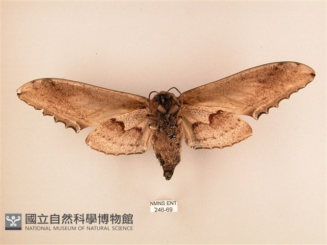 臺灣鋸翅天蛾藏品圖，第2張