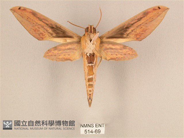 棕綠背線天蛾藏品圖，第2張