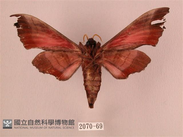 桃紅六點天蛾藏品圖，第2張