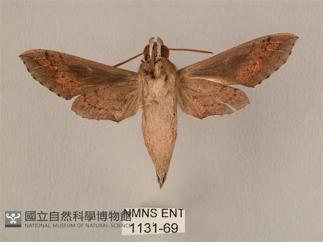 斜線天蛾藏品圖，第2張