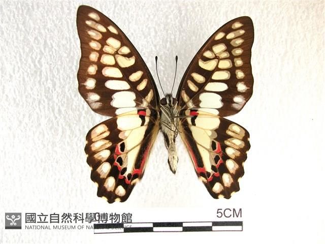 木蘭青鳳蝶藏品圖，第2張