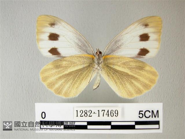 緣點白粉蝶藏品圖，第2張