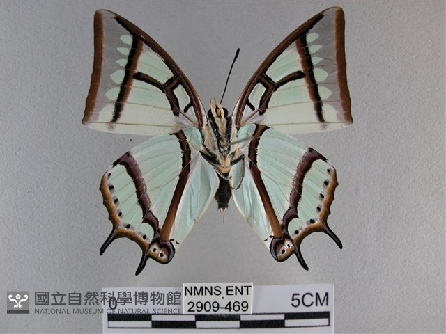 小雙尾蛺蝶藏品圖，第2張
