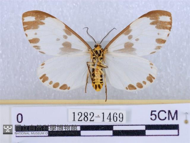 後凸蝶燈蛾藏品圖，第2張