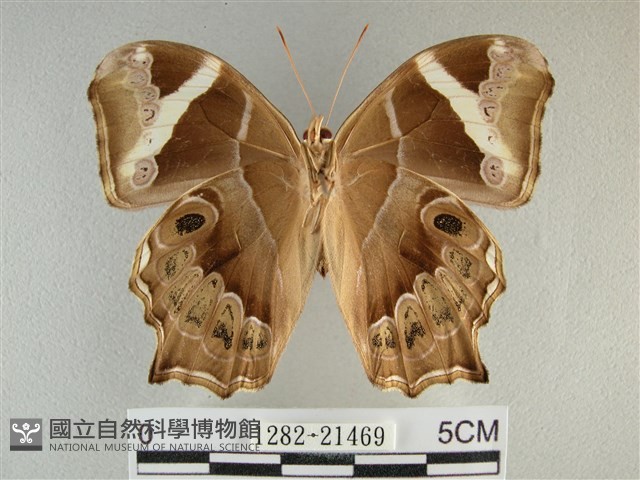 長紋黛眼蝶藏品圖，第2張