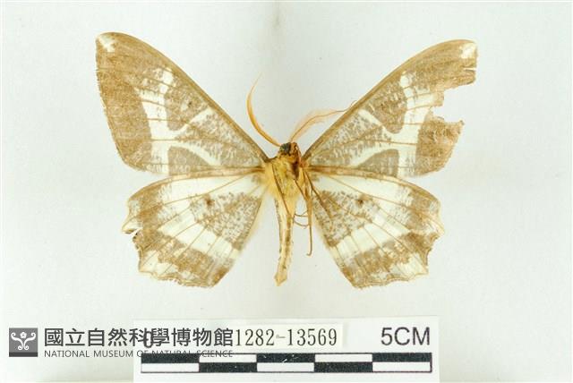 樹形尺蛾藏品圖，第2張