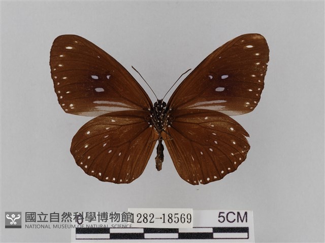 雙標紫斑蝶藏品圖，第2張