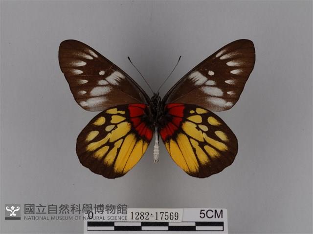 豔粉蝶藏品圖，第2張