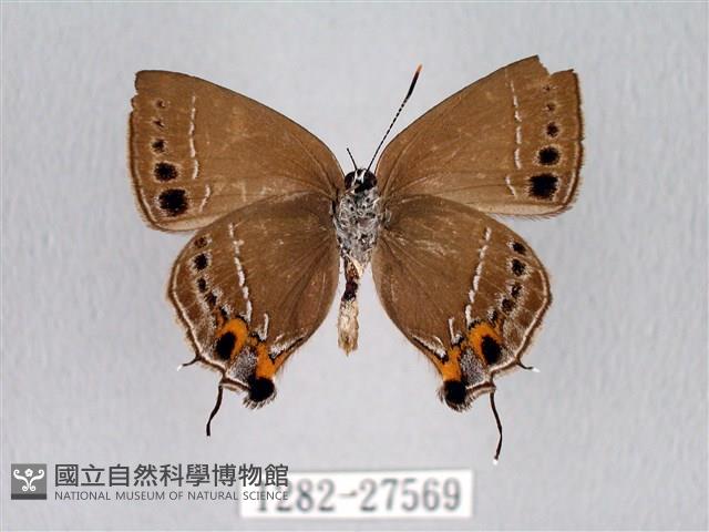臺灣洒灰蝶藏品圖，第2張