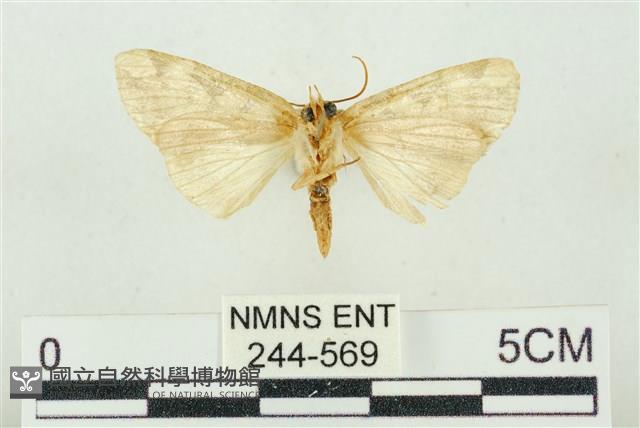 連珠波紋蛾藏品圖，第2張