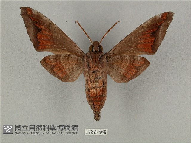 全緣缺角天蛾藏品圖，第2張
