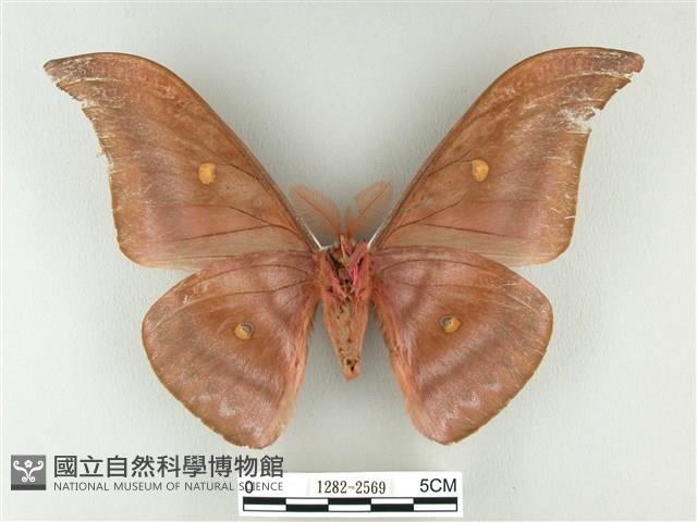 紅目天蠶蛾藏品圖，第2張