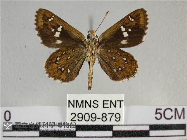 白斑弄蝶藏品圖，第2張